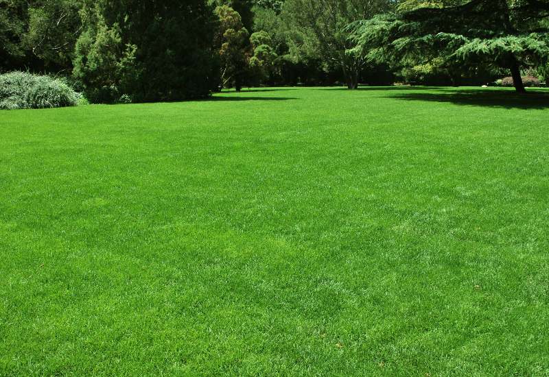 A wide view of a lawn showing uniform growth after applying lawn fertilizer in St. Louis metro area